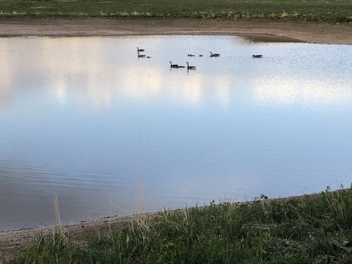 A view of ducks in the pond