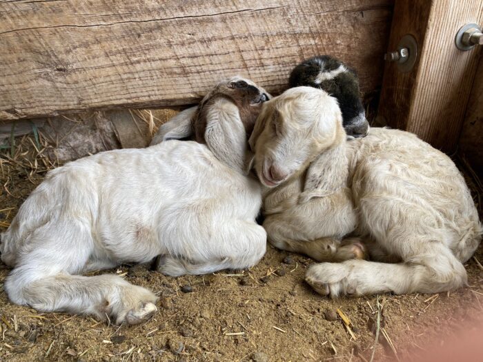 Three goat kids sleeping