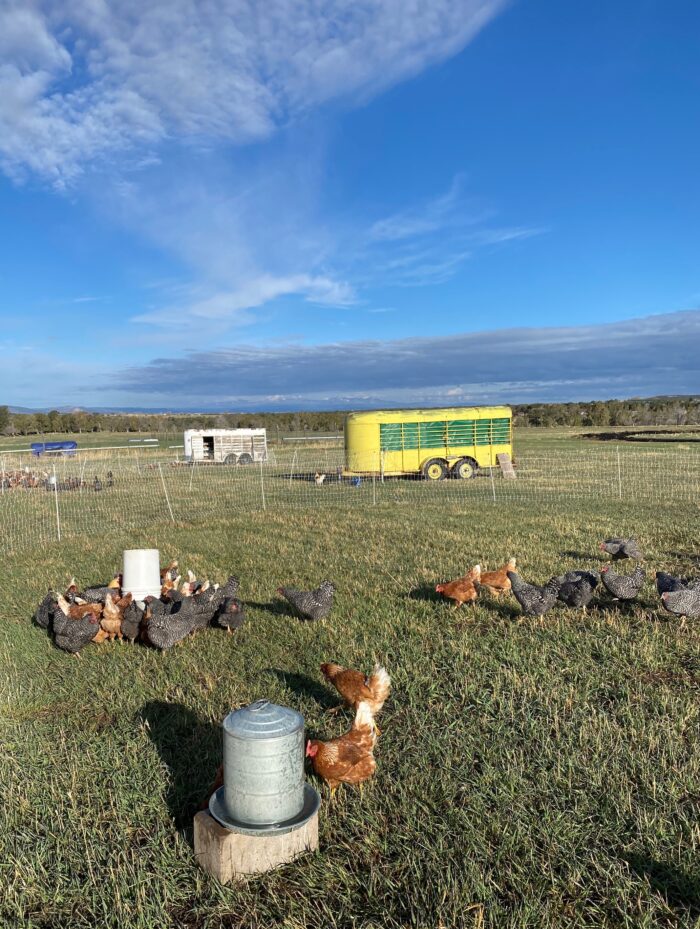 A flock of hens on grass