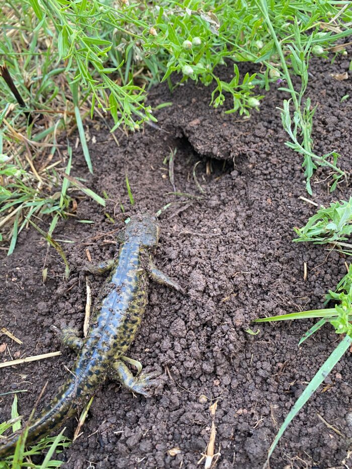 A lizard outside its burrow