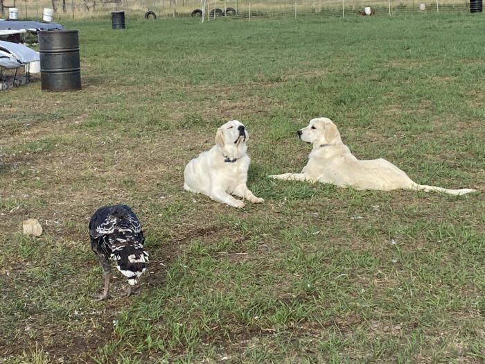 A pair of dogs next to a chicken on the grass