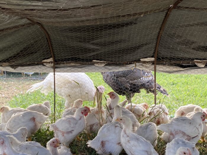 White chikens inside a coop