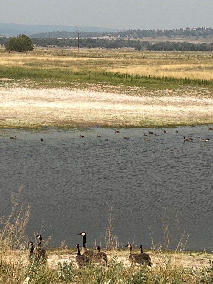 Ducks and geese swimming in water