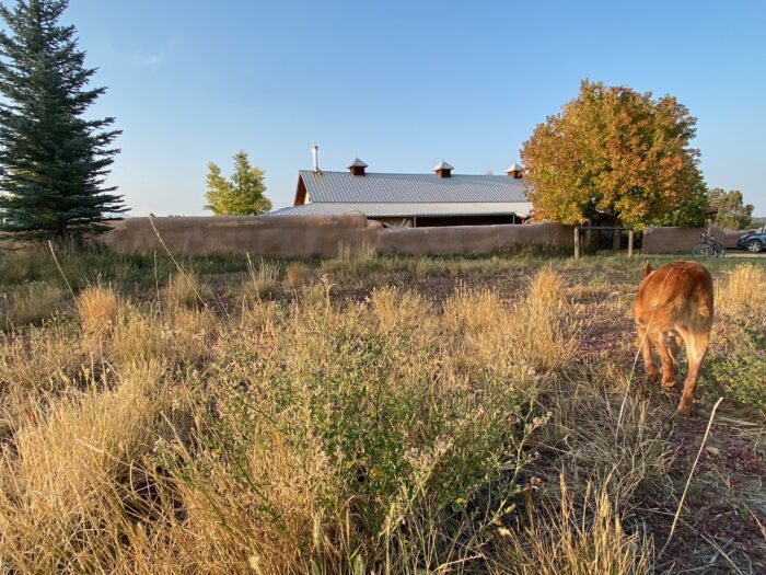 A dog walking toward a farm