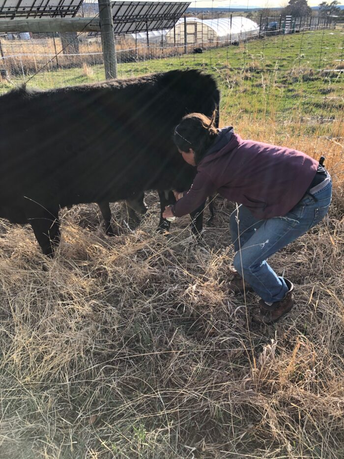 Milking a black cow