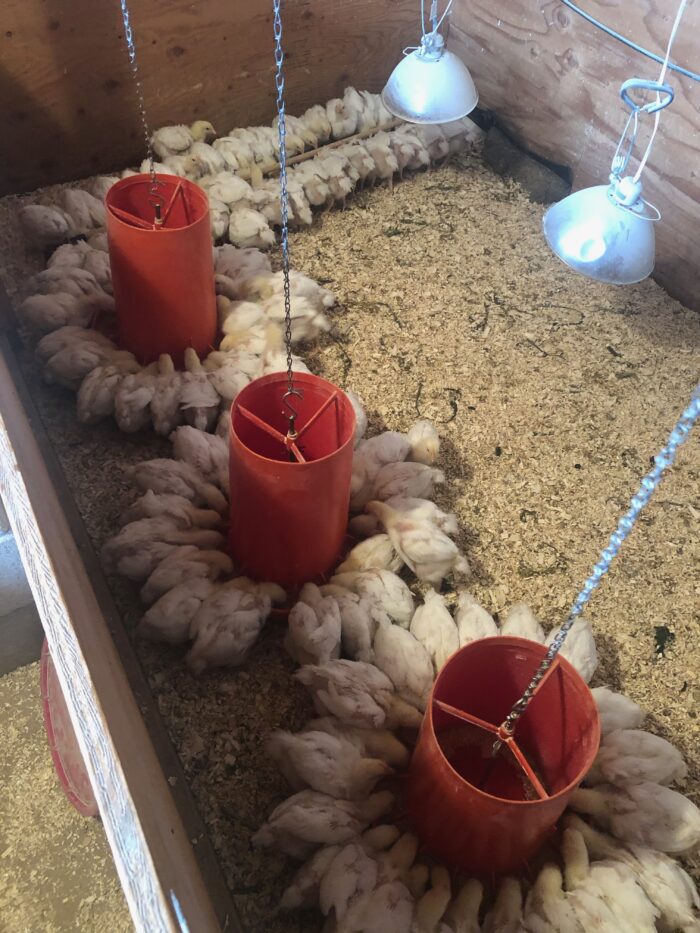 A flock of white chickens feeding