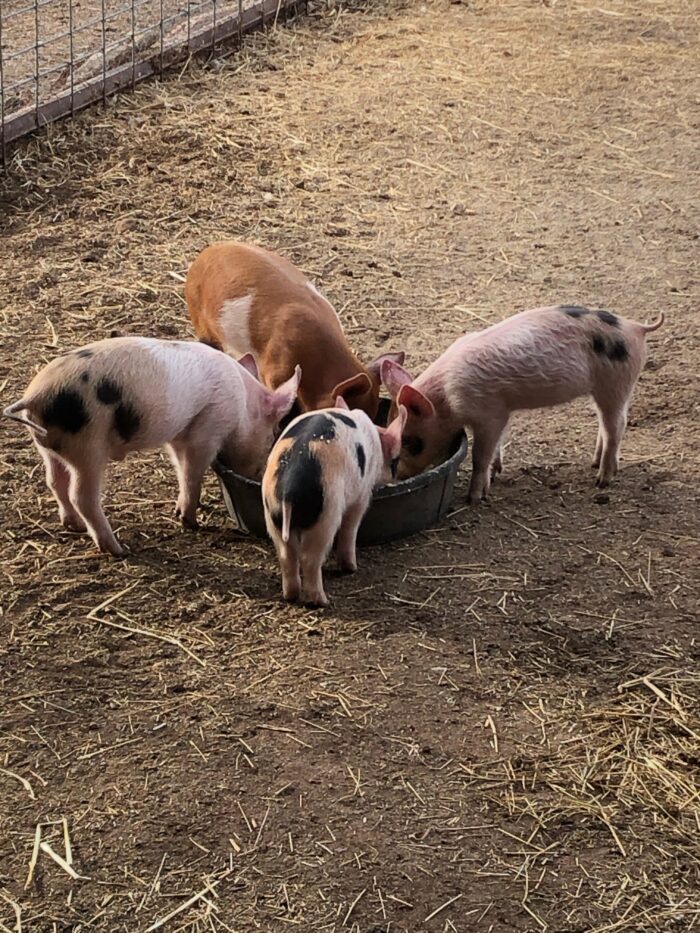 Four piglets feeding from a container