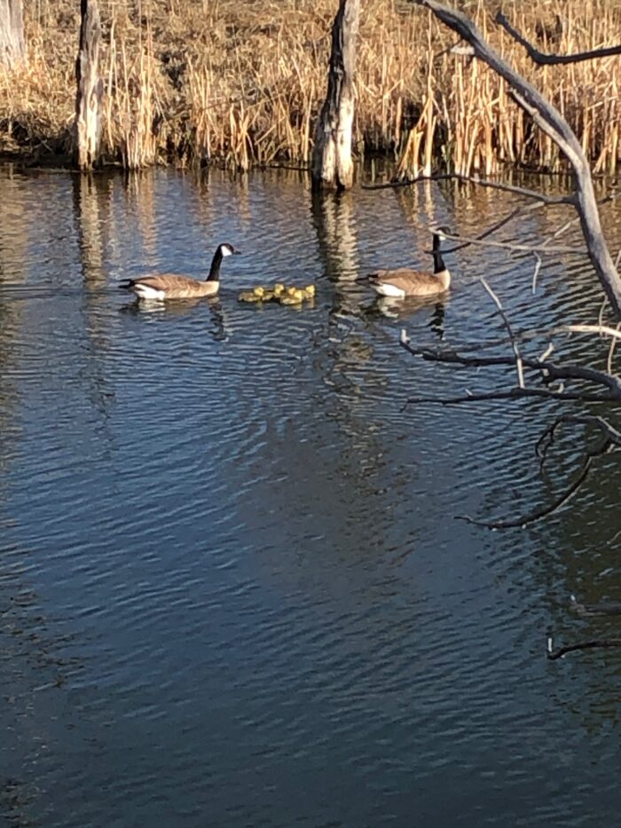 A family of geese swimming on water