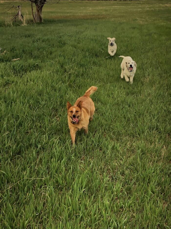 Three dogs on grass