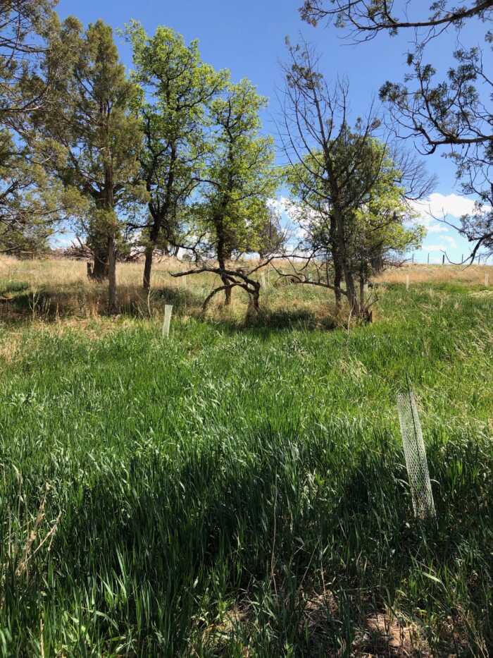 A grass field with markers