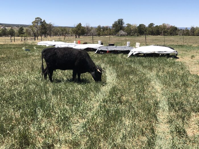 A black cow grazing in the field