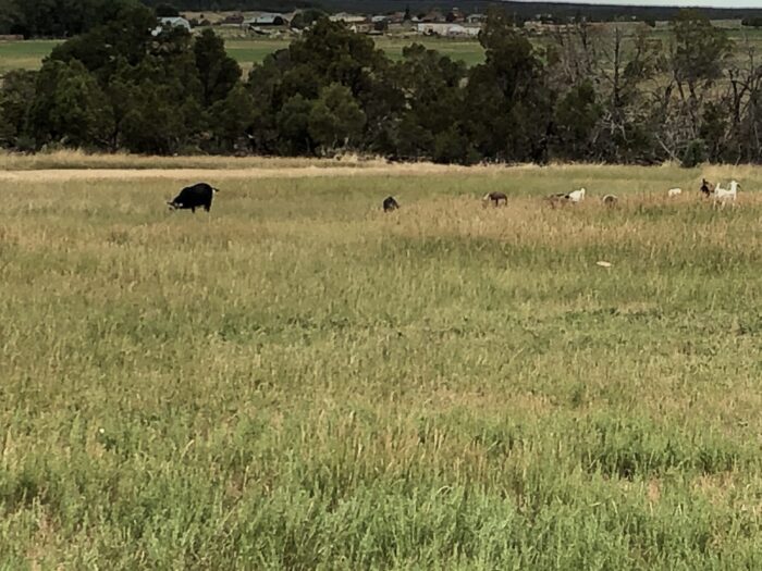 A herd of animals in the grass