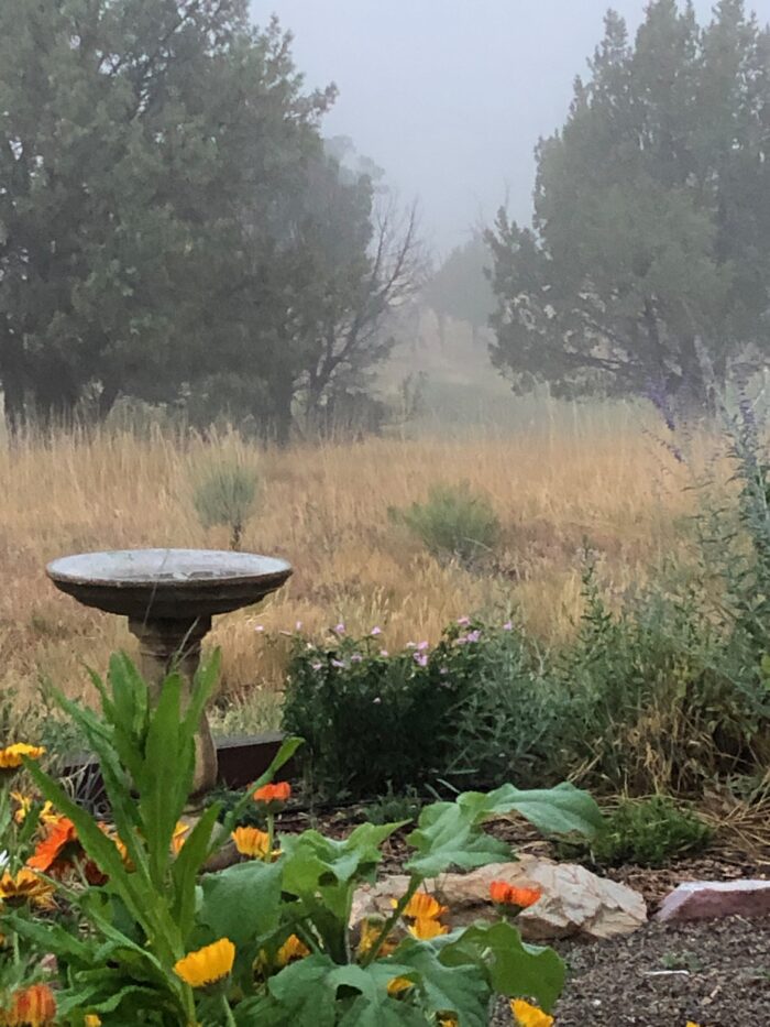 Rain pouring on grass and plants