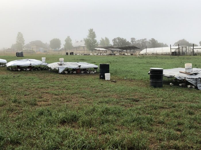 A rainy day in the fields