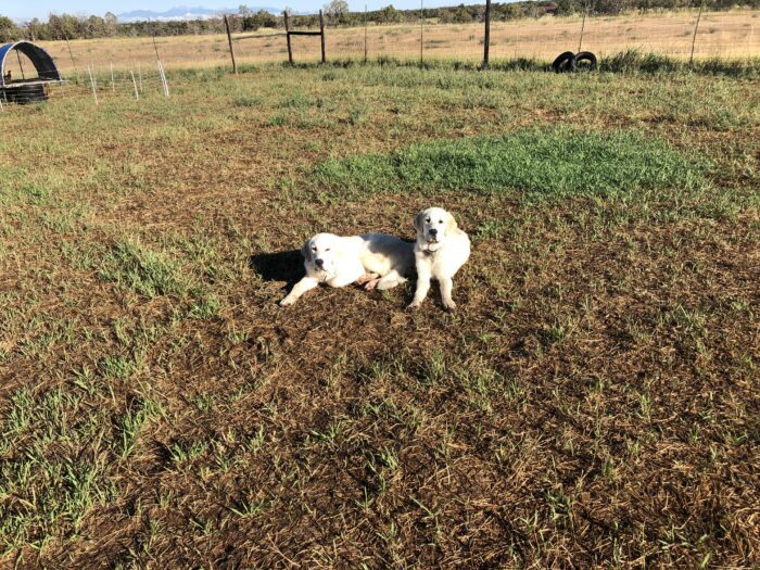 Two dogs sitting on grass