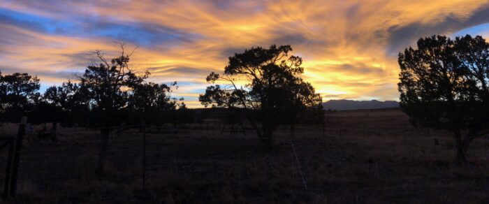 A view of fields and trees at dusk