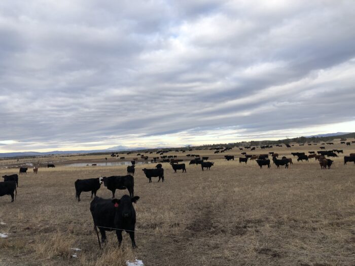 A herd of cows in the fields