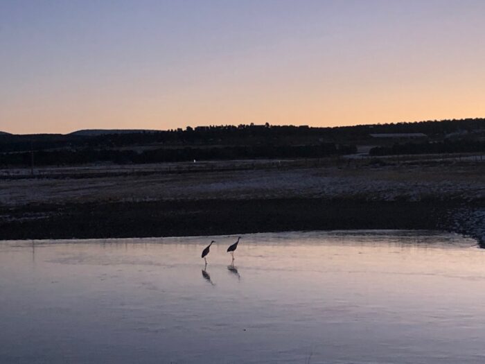 Two birds wading in the water