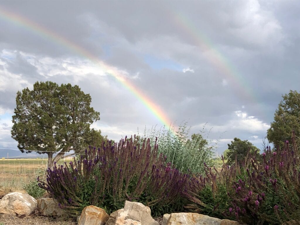 Plants and a rainbow in the sky